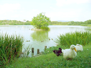 昆陽池公園