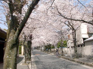 箕面桜通り