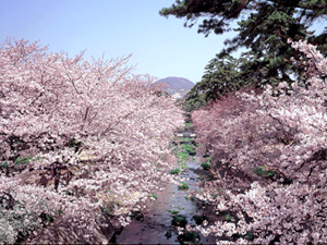 夙川公園